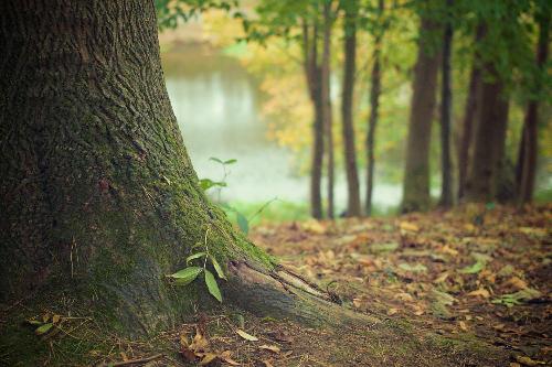 Foresta